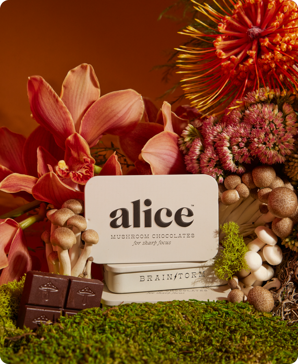 Brainstorm — mushroom chocolate supplement for focus